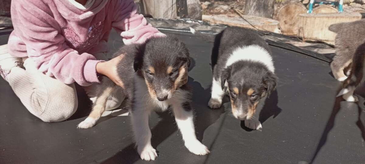 Hermosos Cachorros Rough Collie