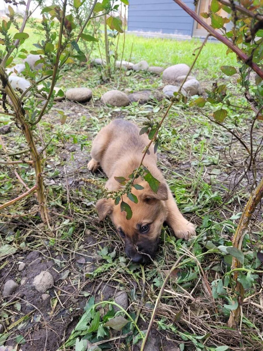 Se Regalan Cachorros buscan hogar